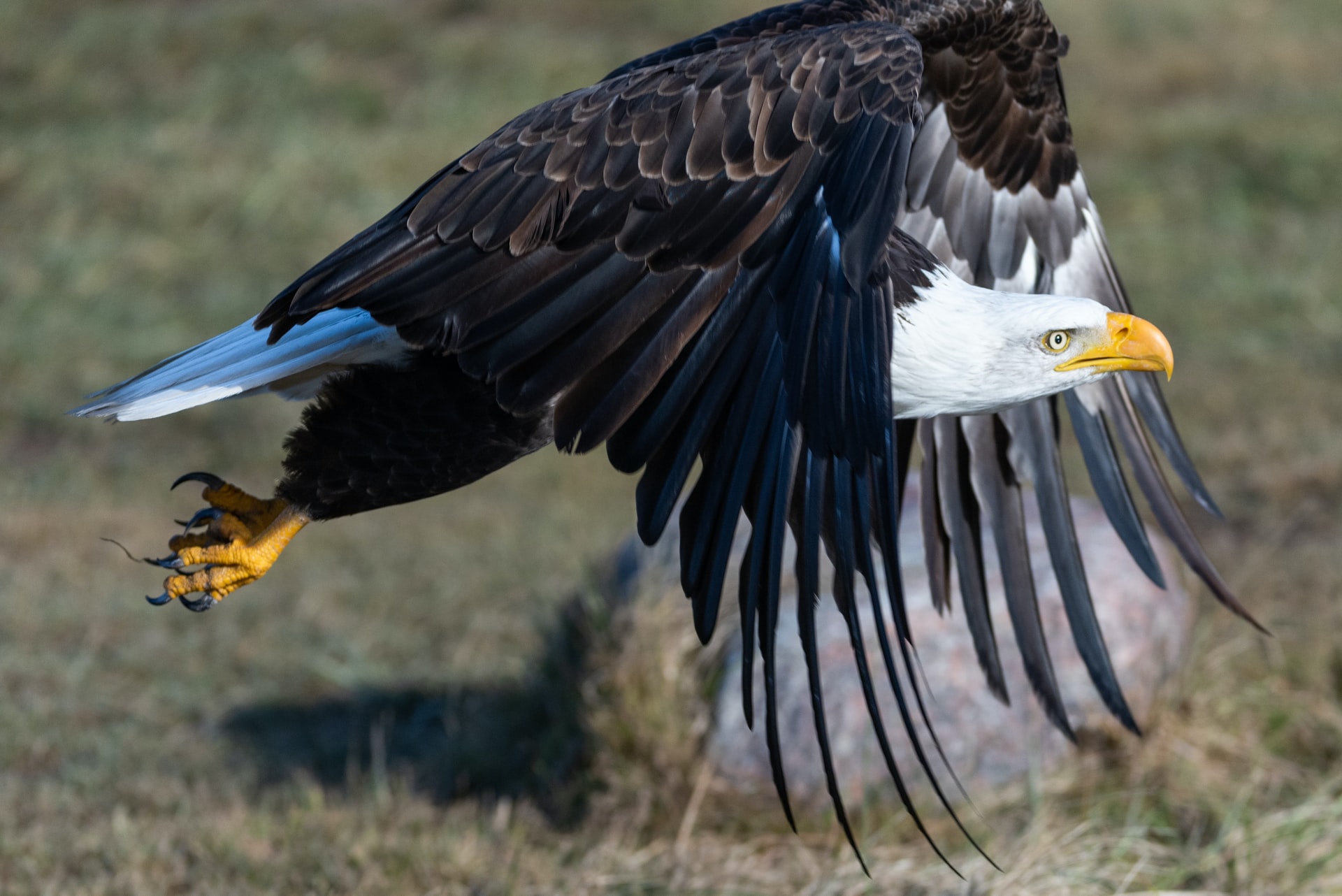 Eagle over. Bald Eagle Hunt. Зеленый Орел.